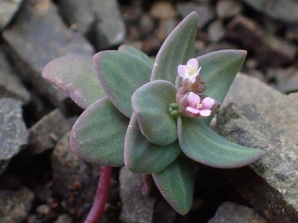 Aethionema arabicum \ Arabisches Steint�schel / Arabian Candytuft, Rhodos/Rhodes Moni Artamiti 16.3.2023