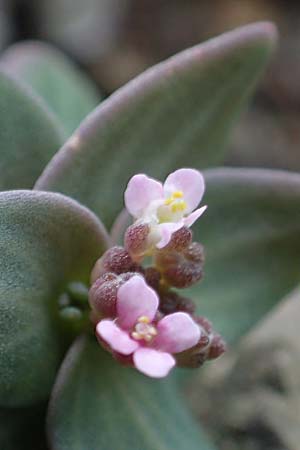 Aethionema arabicum \ Arabisches Steint�schel / Arabian Candytuft, Rhodos/Rhodes Moni Artamiti 16.3.2023
