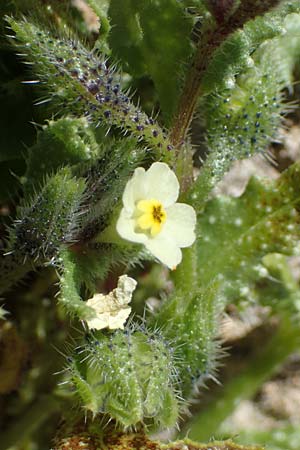 Lycopsis aegyptiaca \ Gelbe Ochsenzunge / Egyptian Alkanet, Eastern Anchusa, Rhodos/Rhodes Lindos 20.3.2023