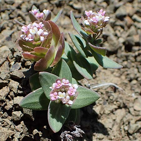 Aethionema arabicum, Schlankes Steinkraut