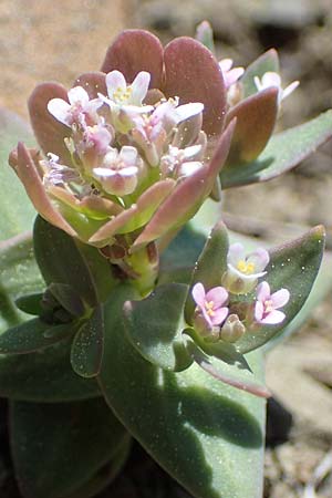 Aethionema arabicum \ Arabisches Steint�schel / Arabian Candytuft, Rhodos/Rhodes Moni Artamiti 27.3.2023
