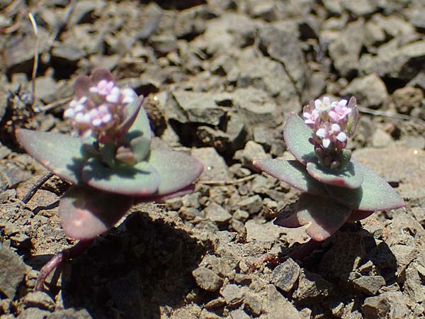 Aethionema arabicum \ Arabisches Steint�schel / Arabian Candytuft, Rhodos/Rhodes Moni Artamiti 27.3.2023