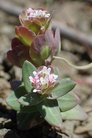 Aethionema arabicum \ Arabisches Steint�schel / Arabian Candytuft, Rhodos/Rhodes Moni Artamiti 27.3.2023