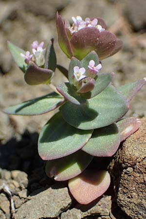 Aethionema arabicum \ Arabisches Steint�schel / Arabian Candytuft, Rhodos/Rhodes Moni Artamiti 27.3.2023