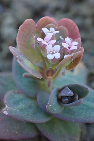 Aethionema arabicum \ Arabisches Steint�schel / Arabian Candytuft, Rhodos/Rhodes Moni Artamiti 27.3.2023