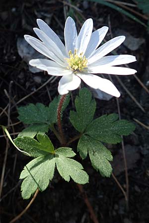 Anemone blanda \ Strahlen-Anemone / Mountain Windflower, Rhodos Profitis Ilias 25.3.2019