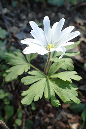 Anemone blanda \ Strahlen-Anemone / Mountain Windflower, Rhodos Profitis Ilias 25.3.2019