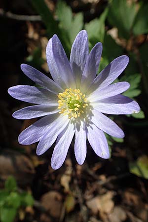 Anemone blanda \ Strahlen-Anemone / Mountain Windflower, Rhodos Profitis Ilias 2.4.2019