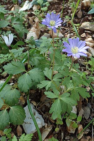 Anemone blanda \ Strahlen-Anemone / Mountain Windflower, Rhodos Profitis Ilias 2.4.2019