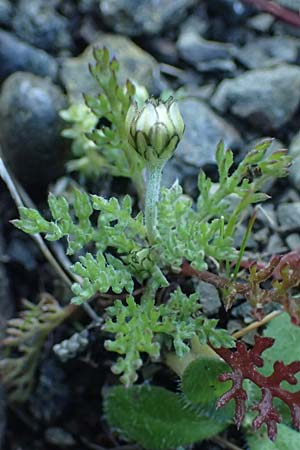 Anthemis chia \ Chios-Hundskamille / Chios Chamomile, Rhodos/Rhodes Laerma 19.3.2023