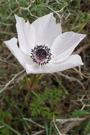 Anemone coronaria \ Kronen-Anemone / Poppy Anemone, Crown Anemone, Rhodos Akramitis 21.3.2023