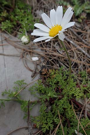 Anthemis chia \ Chios-Hundskamille / Chios Chamomile, Rhodos/Rhodes Akramitis 21.3.2023
