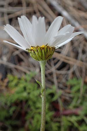Anthemis chia \ Chios-Hundskamille / Chios Chamomile, Rhodos/Rhodes Akramitis 21.3.2023