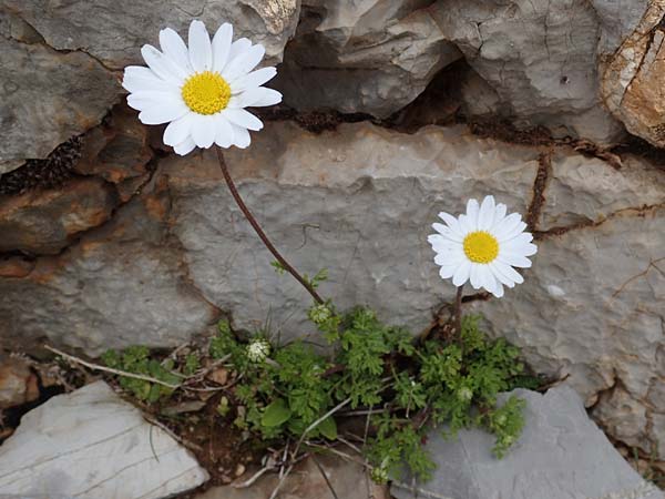 Anthemis chia \ Chios-Hundskamille / Chios Chamomile, Rhodos/Rhodes Attaviros 23.3.2023