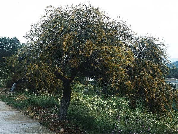Acacia saligna \ Weidenbl�ttrige Akazie, Rhodos Monolithos 30.4.1987