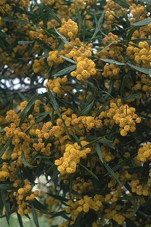 Acacia saligna \ Weidenbl�ttrige Akazie, Rhodos Monolithos 30.4.1987