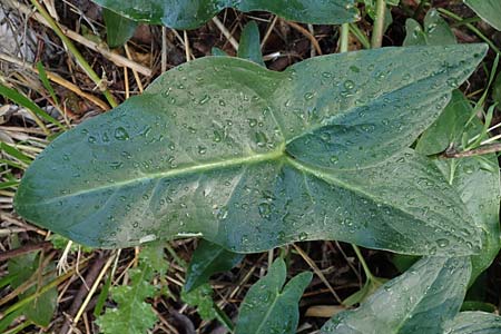 Arum dioscoridis \ Dioskorides-Aronstab / Dioscoridis Arum, Rhodos/Rhodes Stegna 17.3.2023