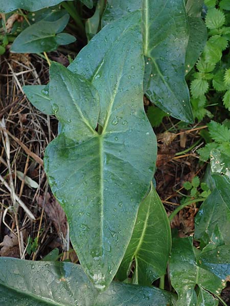 Arum dioscoridis \ Dioskorides-Aronstab / Dioscoridis Arum, Rhodos/Rhodes Stegna 17.3.2023