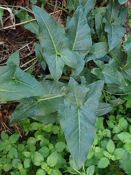 Arum dioscoridis \ Dioskorides-Aronstab / Dioscoridis Arum, Rhodos/Rhodes Stegna 17.3.2023