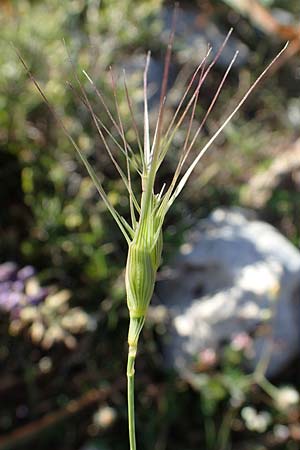 Aegilops biuncialis \ Zweizoll-Walch / Two-Inch Goatgrass, Rhodos/Rhodes Lindos 20.3.2023