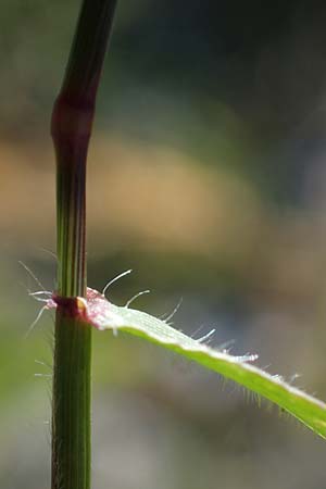 Aegilops biuncialis \ Zweizoll-Walch / Two-Inch Goatgrass, Rhodos/Rhodes Lindos 20.3.2023