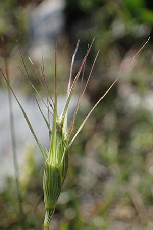 Aegilops biuncialis \ Zweizoll-Walch / Two-Inch Goatgrass, Rhodos/Rhodes Lindos 20.3.2023