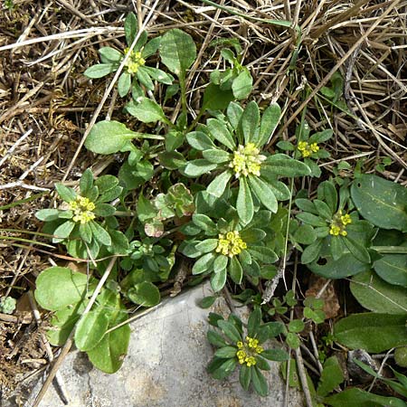 Alyssum foliosum \ Bebl&auml;ttertes Steinkraut / Leafy Alison, Rhodos/Rhodes Attaviros 23.3.2023