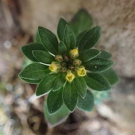 Alyssum foliosum \ Bebl&auml;ttertes Steinkraut / Leafy Alison, Rhodos/Rhodes Attaviros 23.3.2023
