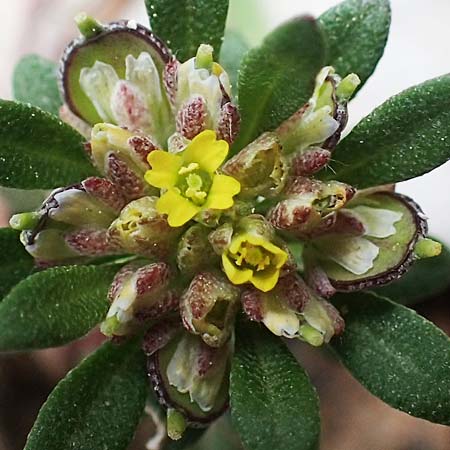 Alyssum foliosum \ Bebl&auml;ttertes Steinkraut / Leafy Alison, Rhodos/Rhodes Attaviros 23.3.2023
