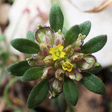 Alyssum foliosum \ Bebl&auml;ttertes Steinkraut / Leafy Alison, Rhodos/Rhodes Attaviros 23.3.2023