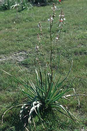 Asphodelus ramosus \ �stiger Affodill / Branched Asphodel, Rhodos/Rhodes Massari 20.3.2005