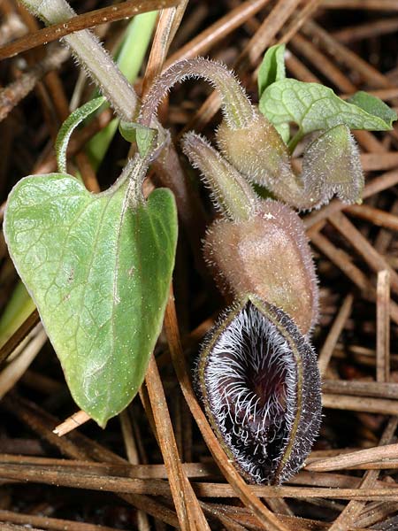 Aristolochia guichardii \ Guichards Osterluzei / Rhodian Birthwort, Rhodos/Rhodes Profitis Ilias 23.3.2008 (Photo: Uwe & Katja Grabner)