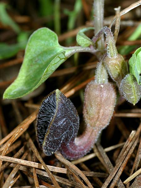 Aristolochia guichardii \ Guichards Osterluzei / Rhodian Birthwort, Rhodos/Rhodes Profitis Ilias 23.3.2008 (Photo: Uwe & Katja Grabner)