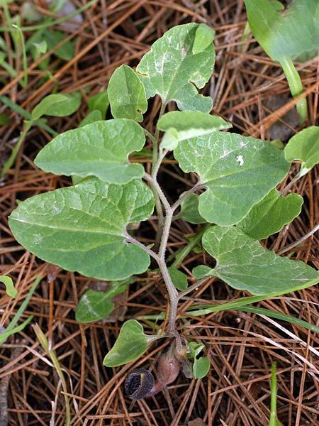 Aristolochia guichardii \ Guichards Osterluzei / Rhodian Birthwort, Rhodos/Rhodes Profitis Ilias 23.3.2008 (Photo: Uwe & Katja Grabner)