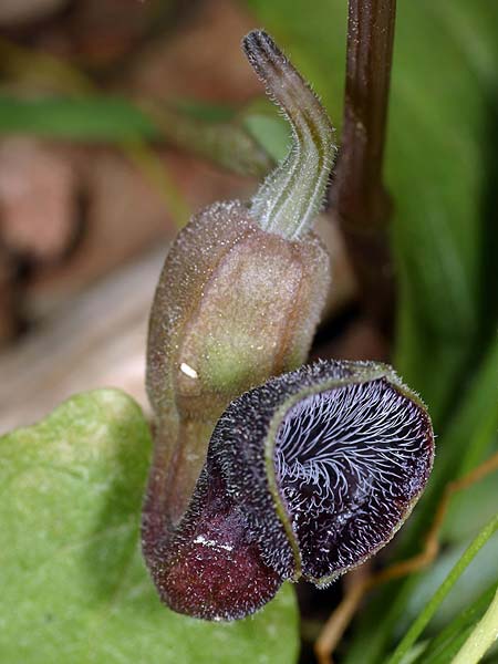 Aristolochia guichardii \ Guichards Osterluzei / Rhodian Birthwort, Rhodos/Rhodes Profitis Ilias 23.3.2008 (Photo: Uwe & Katja Grabner)