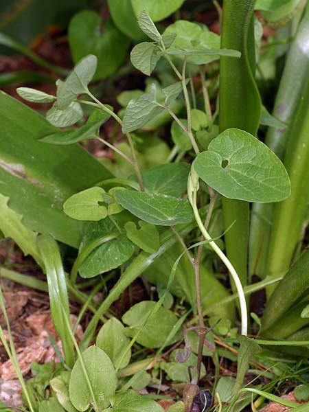 Aristolochia guichardii \ Guichards Osterluzei / Rhodian Birthwort, Rhodos/Rhodes Profitis Ilias 23.3.2008 (Photo: Uwe & Katja Grabner)