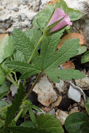 Malva cretica \ Kretische Malve / Mediterranean Mallow, Rhodos/Rhodes Tsambika 30.3.2019