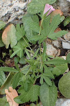 Malva cretica \ Kretische Malve / Mediterranean Mallow, Rhodos/Rhodes Tsambika 30.3.2019