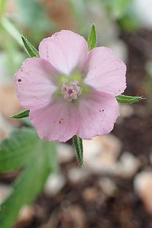 Malva cretica \ Kretische Malve / Mediterranean Mallow, Rhodos/Rhodes Tsambika 30.3.2019