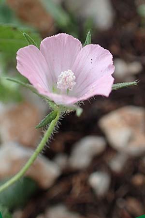 Malva cretica \ Kretische Malve / Mediterranean Mallow, Rhodos/Rhodes Tsambika 30.3.2019