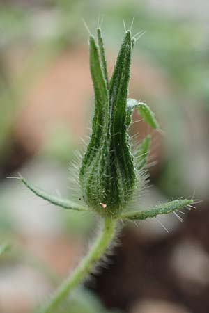Malva cretica \ Kretische Malve / Mediterranean Mallow, Rhodos/Rhodes Tsambika 30.3.2019