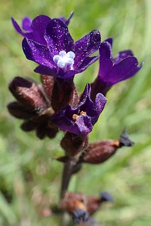 Anchusa hybrida \ Gewellte Ochsenzunge, Hybrid-Ochsenzunge / Undulate Bugloss, Rhodos/Rhodes Embona 31.3.2019