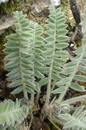 Astragalus austroaegaeus \ S&uuml;d&auml;g&auml;ischer Tragant / South-Aegaean Milk-Vetch, Rhodos/Rhodes Kattavia 1.4.2019