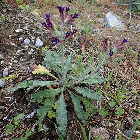 Anchusa hybrida \ Gewellte Ochsenzunge, Hybrid-Ochsenzunge / Undulate Bugloss, Rhodos/Rhodes Archangelos 17.3.2023