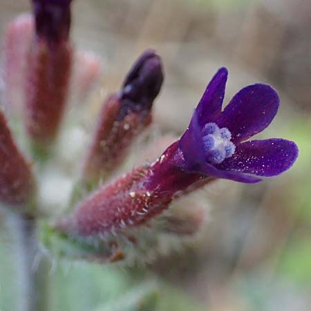 Anchusa hybrida \ Gewellte Ochsenzunge, Hybrid-Ochsenzunge / Undulate Bugloss, Rhodos/Rhodes Archangelos 17.3.2023