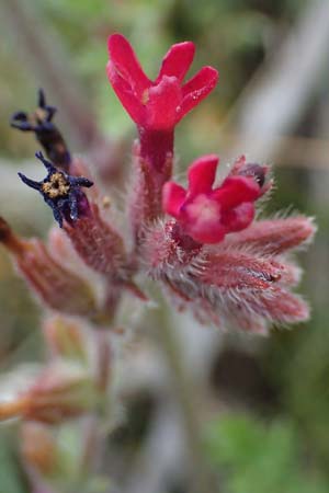 Anchusa hybrida \ Gewellte Ochsenzunge, Hybrid-Ochsenzunge / Undulate Bugloss, Rhodos/Rhodes Kattavia 25.3.2023