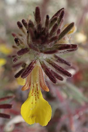 Ajuga chamaepitys subsp. chia \ &Ouml;stlicher Gelber G�nsel / Eastern Ground Pine, Rhodos/Rhodes Kamiros 22.3.2023