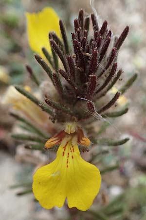 Ajuga chamaepitys subsp. chia \ &Ouml;stlicher Gelber G�nsel / Eastern Ground Pine, Rhodos/Rhodes Kamiros 22.3.2023