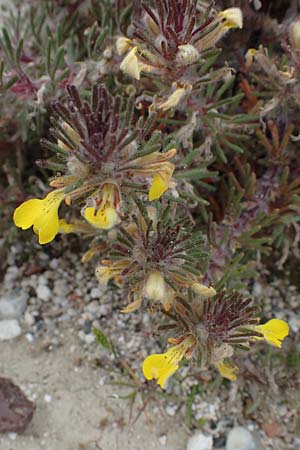 Ajuga chamaepitys subsp. chia \ &Ouml;stlicher Gelber G�nsel / Eastern Ground Pine, Rhodos/Rhodes Kamiros 22.3.2023