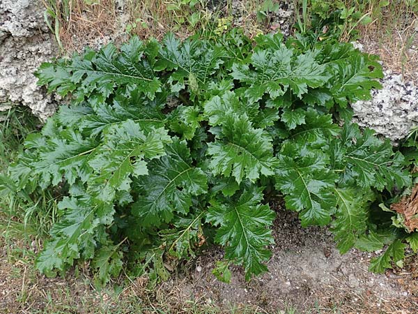 Acanthus mollis \ Weicher Akanthus, Wahre Brenklaue / Bear's Breech, Rhodos City 28.3.2019